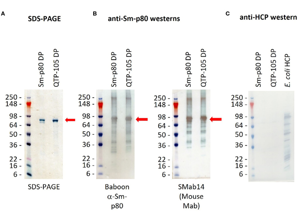 Western Blot using E.coli HCP